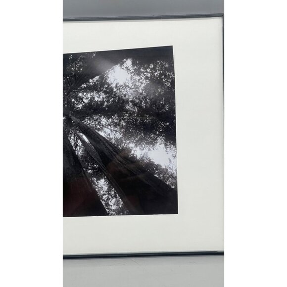Black & White Forest Canopy Photography In Modern Black Frame 14x11" READ - Picture 3 of 8